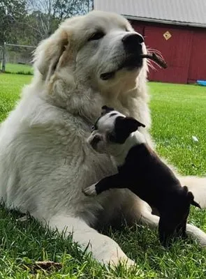 Yard Dawgs Lawn Care