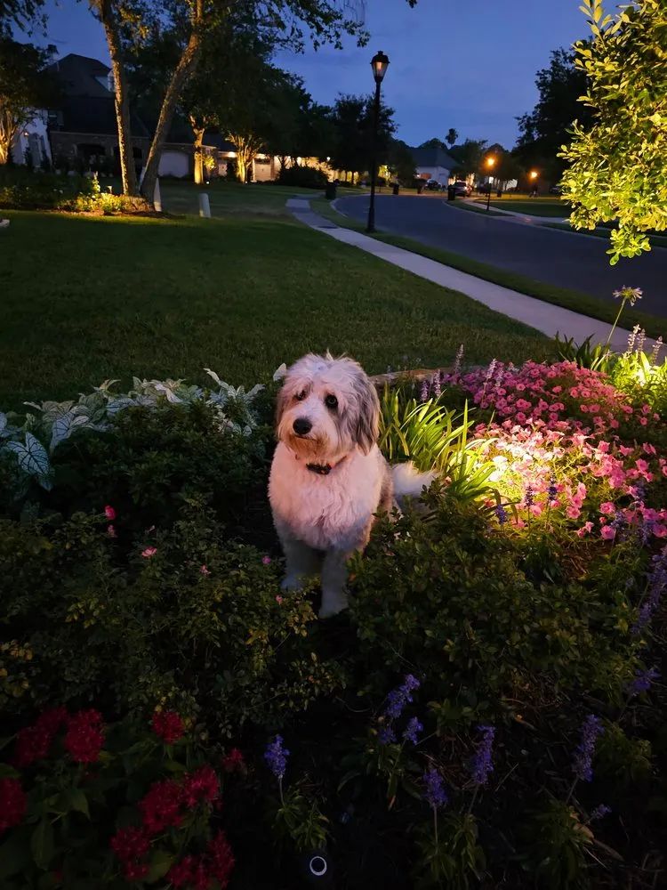 Professional outdoor landscaping in Baton Rouge, LA - Yard Dawgs Lawn Service