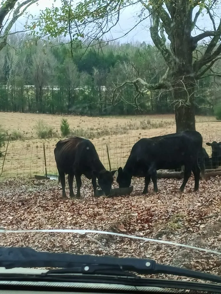 Affordable yard maintenance in Mooreville, MS by Yard Dawgs