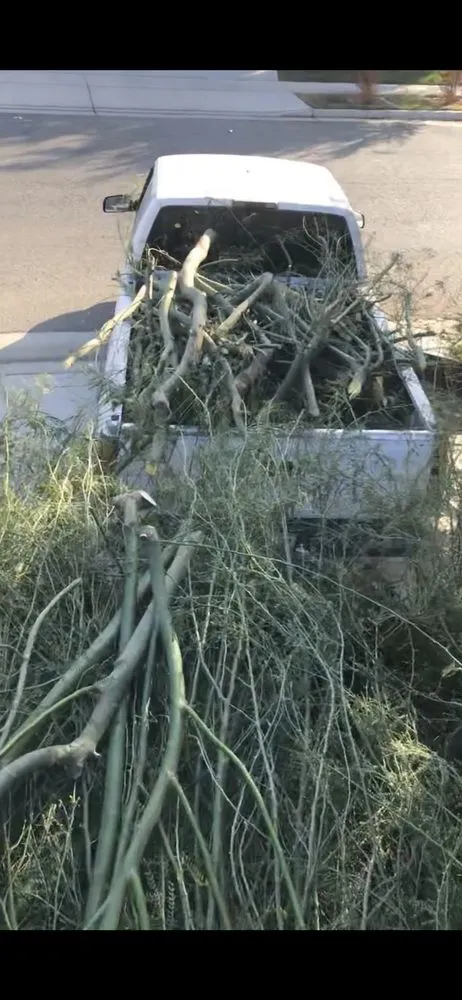 Professional lawn care service near you across Tulare, CA - Yard Deep Clean