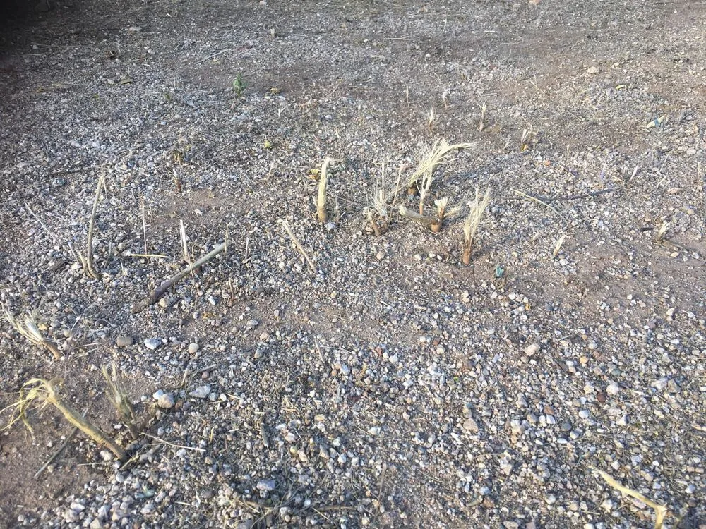 Professional landscape design for year-round maintenance in Tucson, AZ by Yard Details