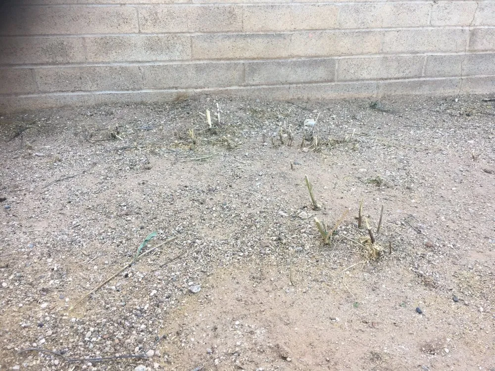 Expert landscape installation for residential properties in Tucson, AZ by Yard Details