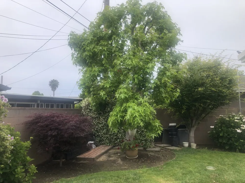 Professional landscape design experts serving Long Beach, CA - Yard Doctors