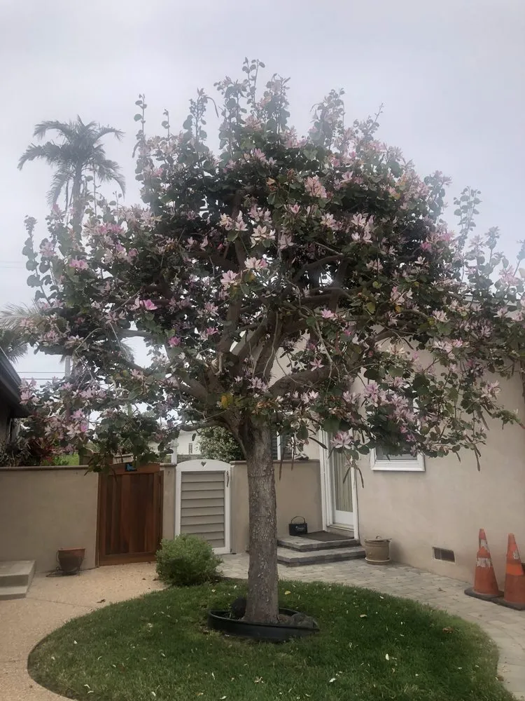 Affordable landscape installation in Long Beach, CA by Yard Doctors