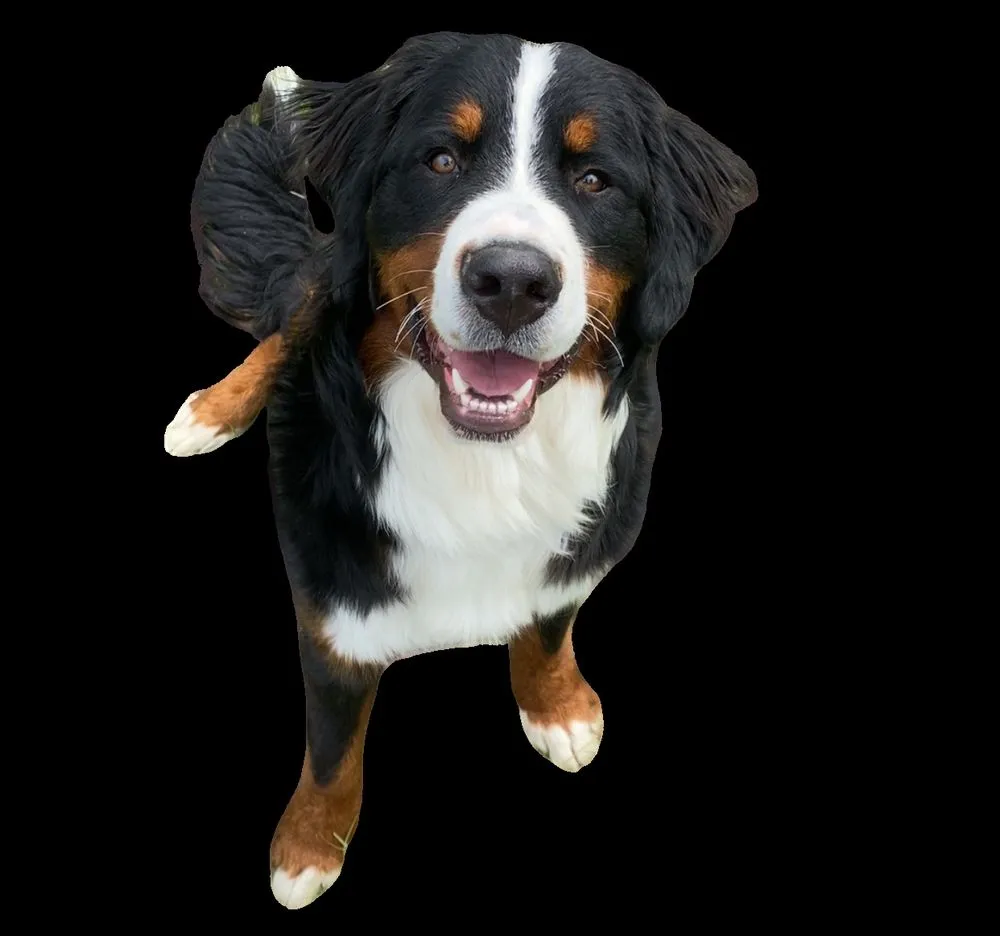 Top-rated outdoor landscaping experts serving Gladewater, TX - Yard Dog Lawn & Lights