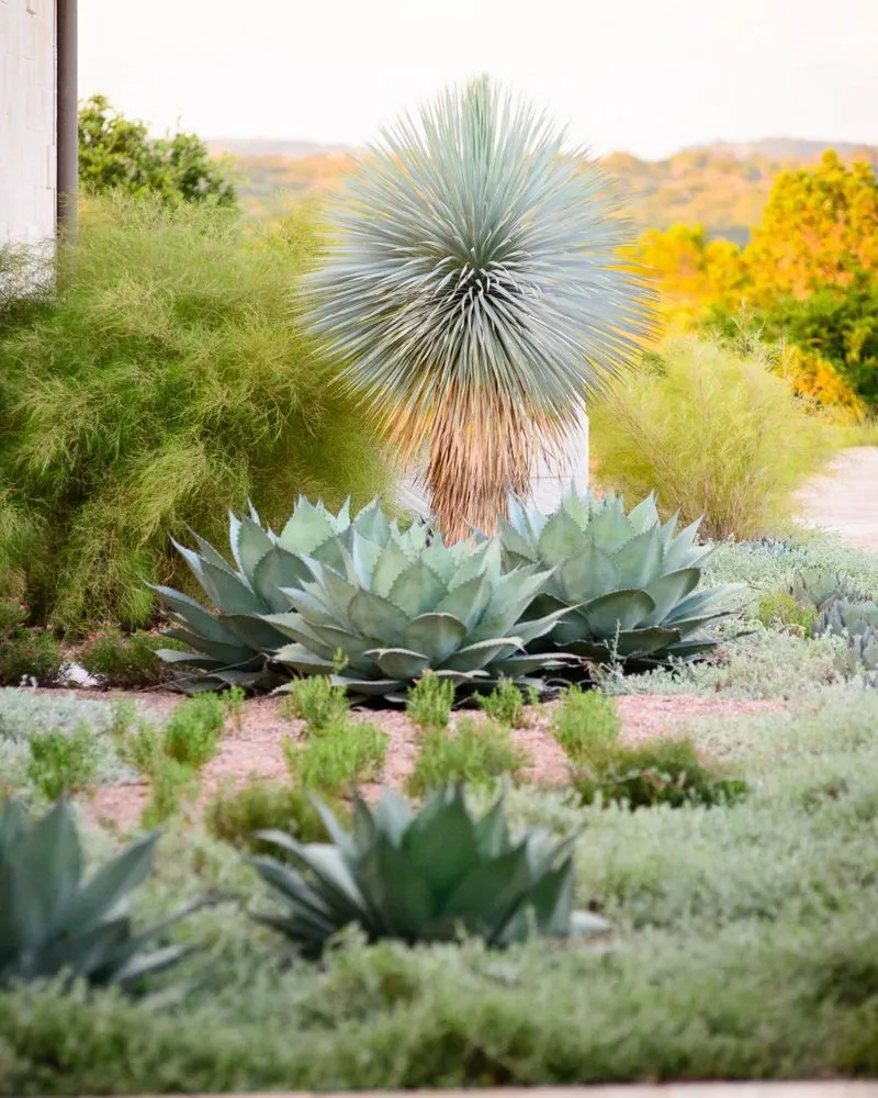 Local landscape design in Austin, TX by Yard Dreams
