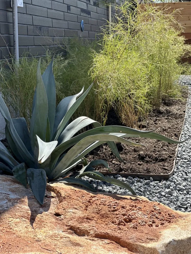 Affordable yard cleanup service in Austin, TX by Yard Dreams