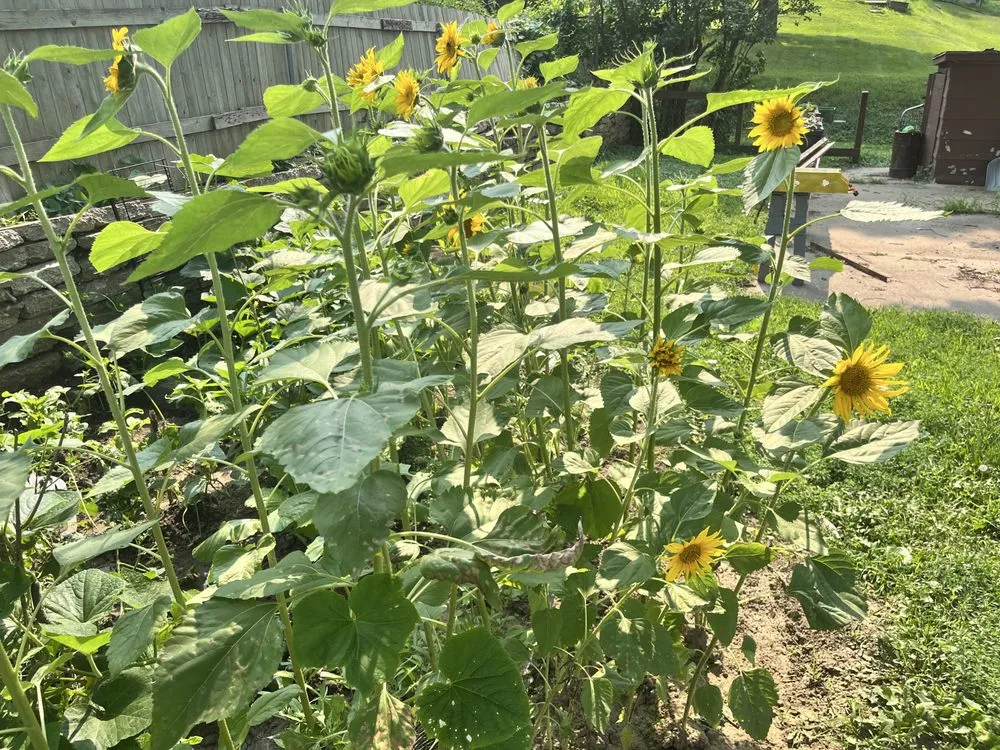 Local landscape design for outdoor upgrades across Sioux City, IA - Yard Escapes