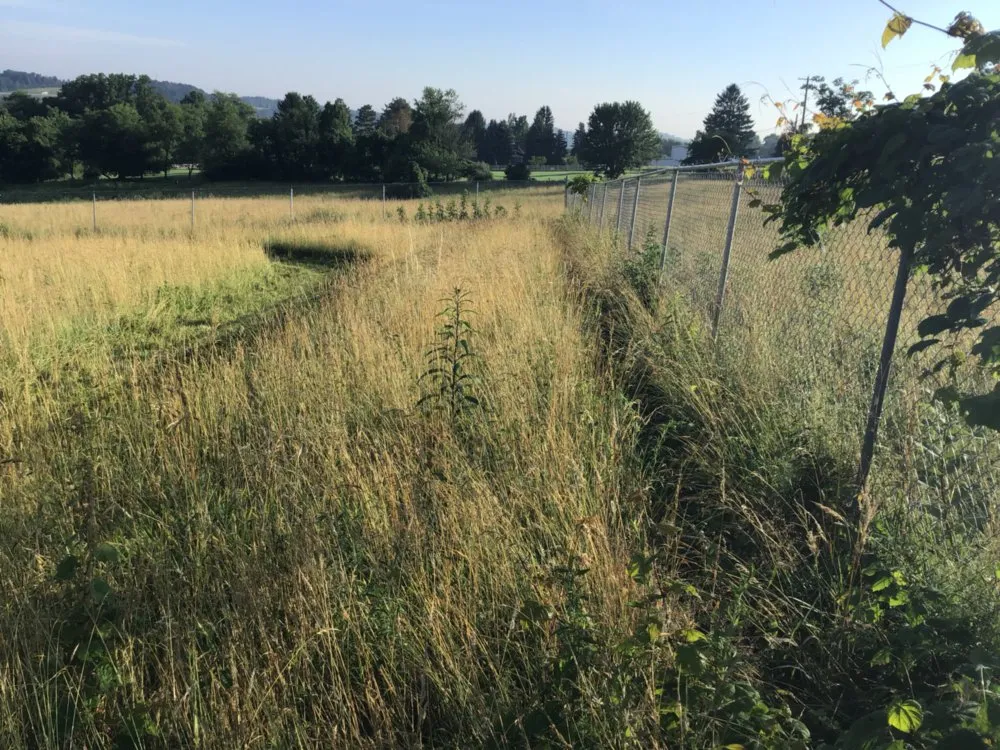 Trusted lawn care service for year-round maintenance in Morgantown, WV by Yard Groomers