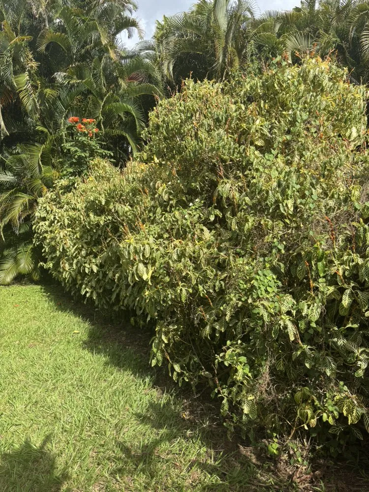 Top-rated landscaping services in Kapaʻa, HI - Yard Guy