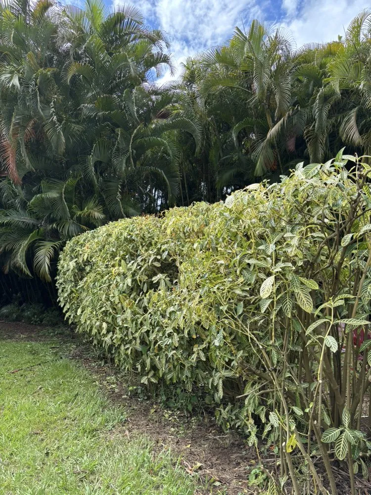 Professional landscape installation in Kapaʻa, HI - Yard Guy