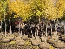 Top-rated landscaping services with custom design across Saint Paul, MN - Yard Guys