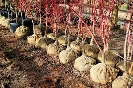 Affordable yard cleanup service in Saint Paul, MN - Yard Guys