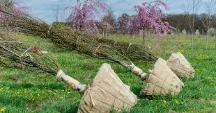 Expert yard maintenance experts serving Saint Paul, MN - Yard Guys