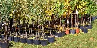 Professional landscaping services in Saint Paul, MN - Yard Guys