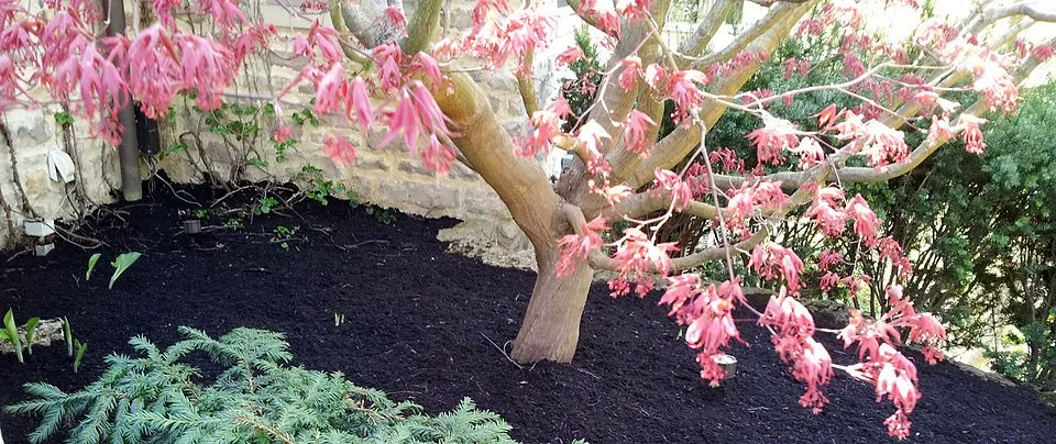 Expert yard cleanup service in Columbus, OH by Yard Helpers of Columbus