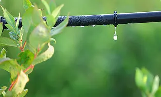 Custom yard cleanup service experts serving Indio, CA - Yard Irrigation Repair