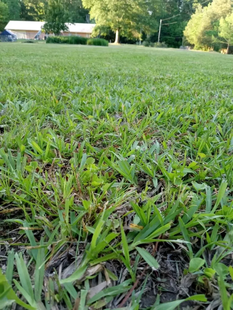 Professional landscape installation in Jackson, MS - Yard Jackson Mississippi