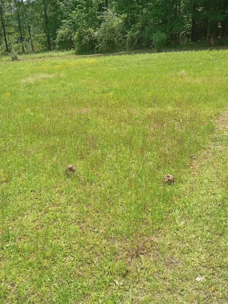 Reliable yard maintenance for year-round maintenance across Jackson, MS - Yard Jackson Mississippi