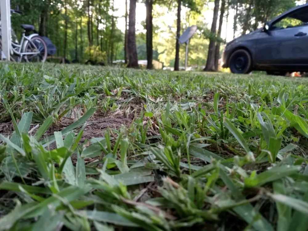 Top-rated landscaping services for year-round maintenance in Jackson, MS by Yard Jackson Mississippi