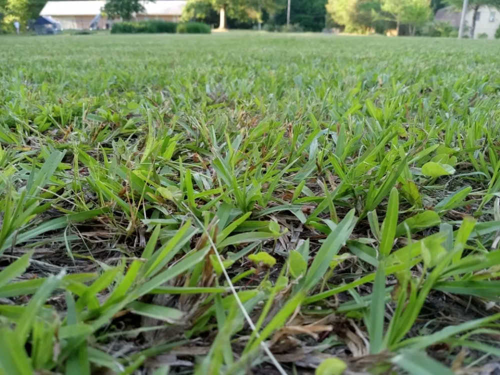 Affordable landscape installation with custom design across Jackson, MS - Yard Jackson Mississippi