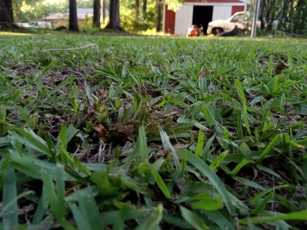 Custom landscape design for year-round maintenance in Jackson, MS by Yard Jackson Mississippi