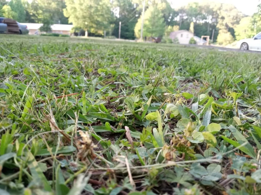 Reliable garden landscaping for year-round maintenance in Jackson, MS by Yard Jackson Mississippi