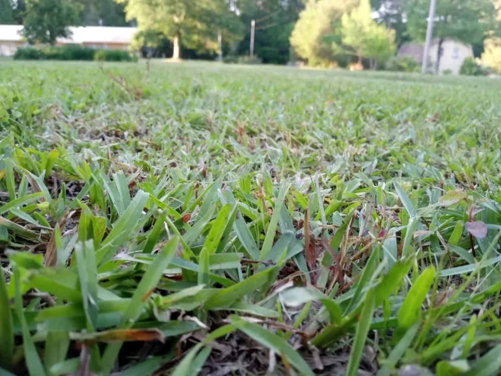 Top-rated landscaping services experts serving Jackson, MS - Yard Jackson Mississippi