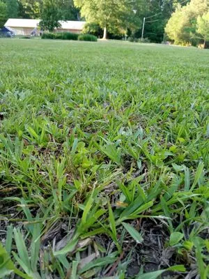 Yard Jackson Mississippi Logo