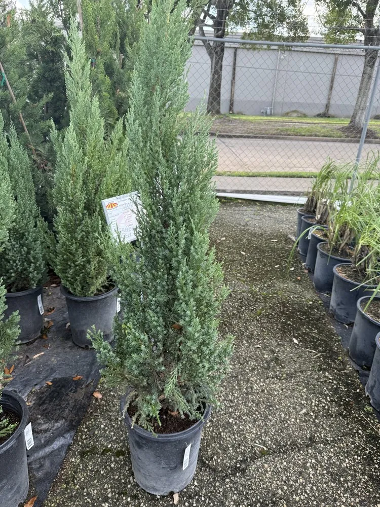 Trusted lawn care service near you in Houston, TX by Yard Master