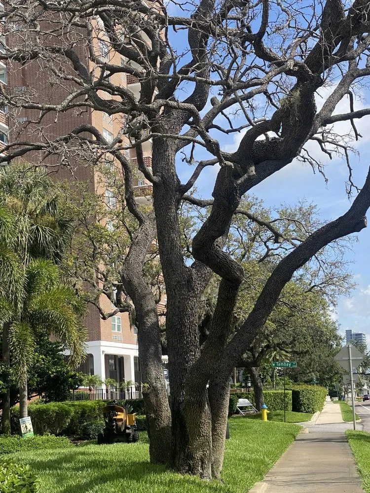 Trusted yard cleanup service experts serving Riverview, FL - Yard Master