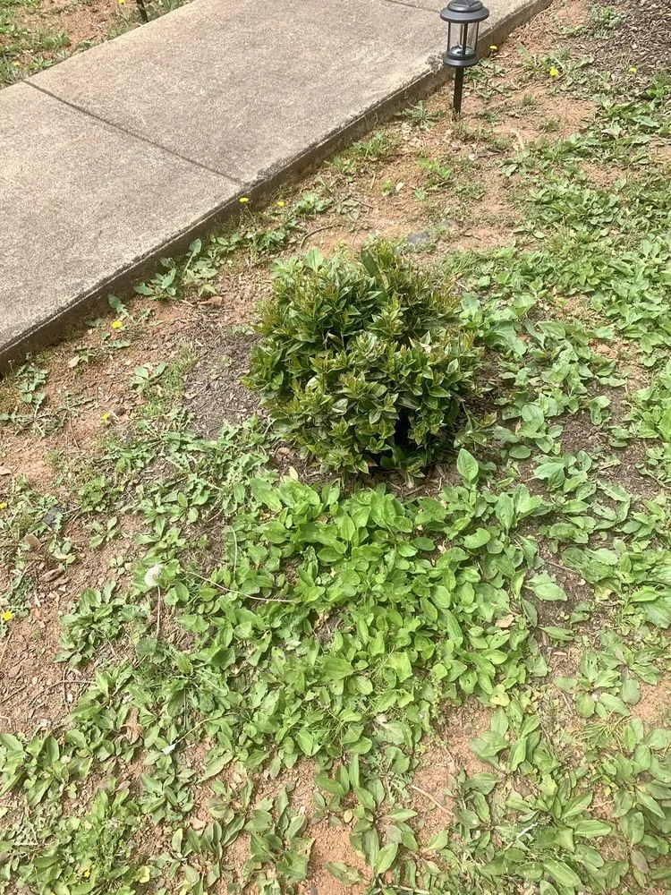 Trusted outdoor landscaping in Hickory, NC - Yard 'N Gnome Lawncare