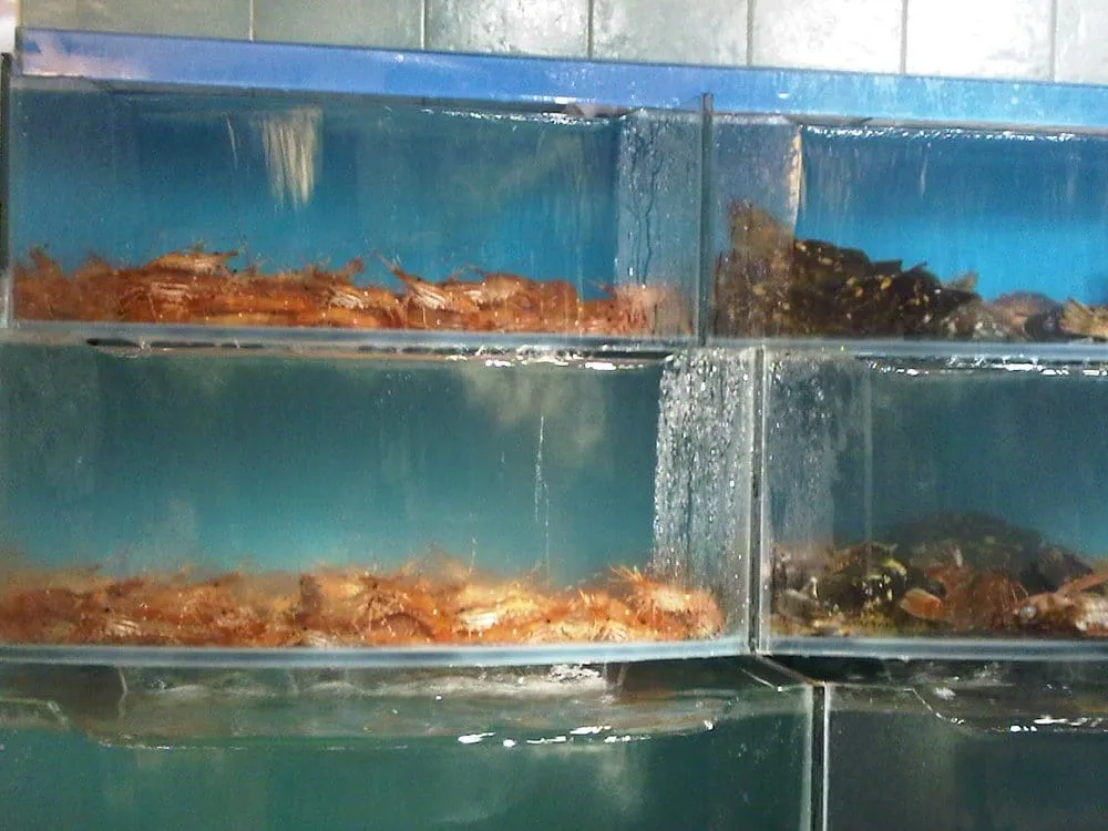 Professional yard cleanup service experts serving San Diego, CA - Yard Pro Design