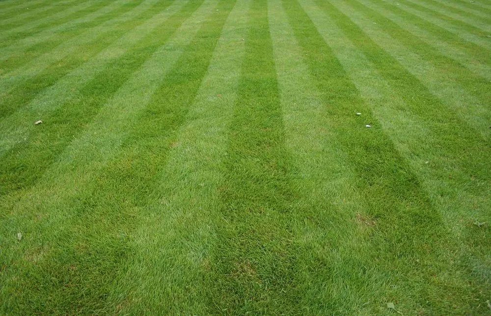 Reliable yard maintenance experts serving Diana, TX - Yard Pro Lawn Service
