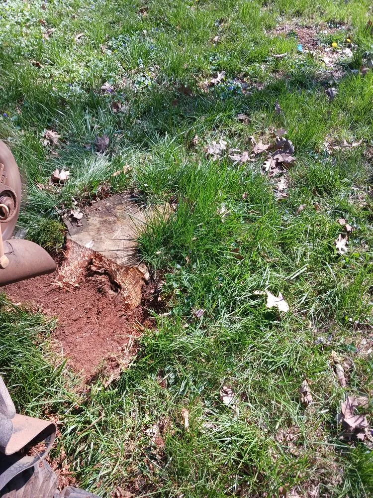 Top-rated yard cleanup service in Loudon, TN by Yard Pro