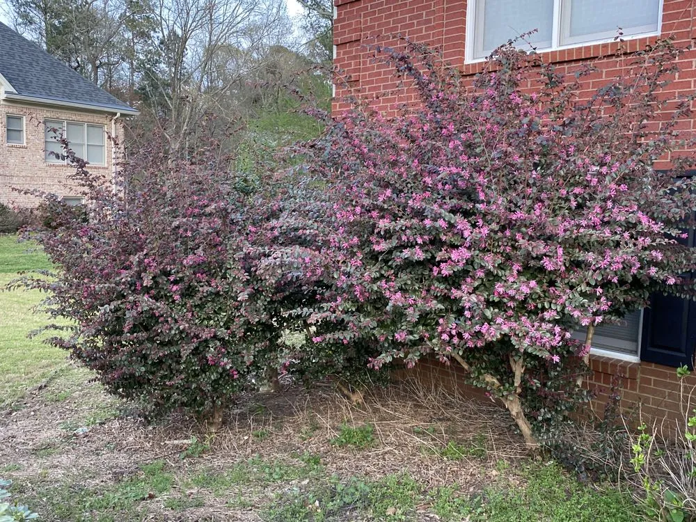 Custom landscaping services in Loganville, GA by Yard Pros Lawn Care