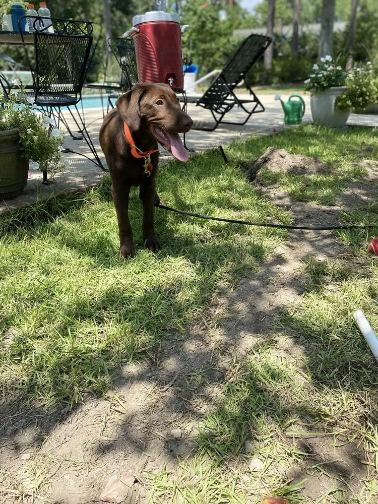 Top-rated yard maintenance in Columbia, SC - Yard Rehab By Oasis