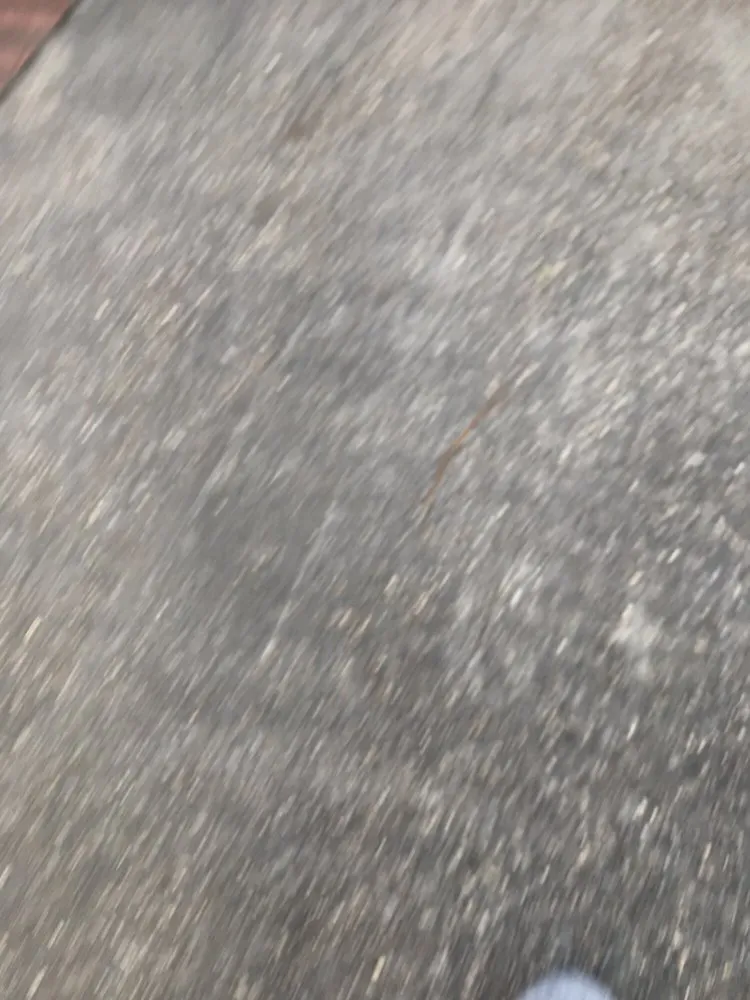 Affordable landscaping services in Madison, MS - Yard Sarge