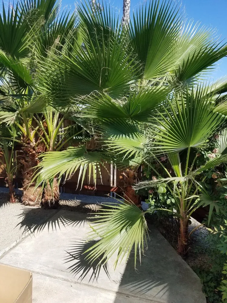 Trusted landscape installation experts serving Woodland, CA - Yard Service & Landscaping