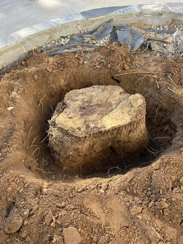 Professional landscape design for year-round maintenance in Corinth, TX by Yard Service Noris