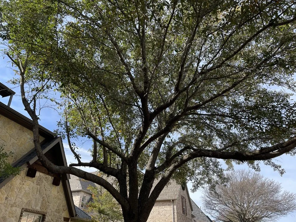 Local yard maintenance experts serving Corinth, TX - Yard Service Noris