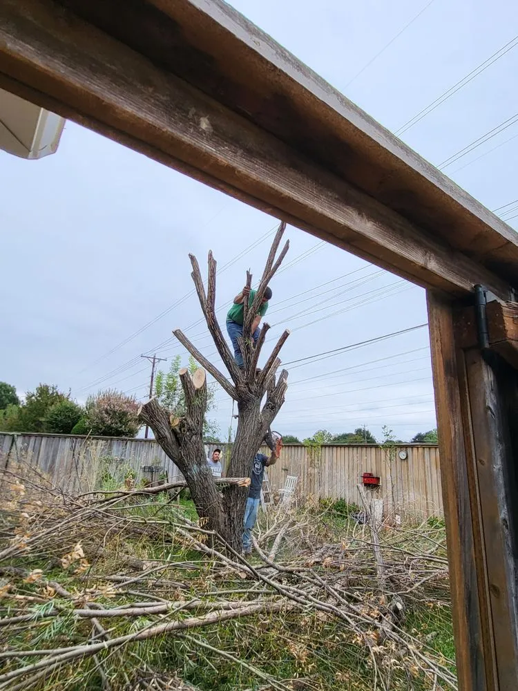 Reliable yard maintenance near you in Corinth, TX by Yard Service Noris