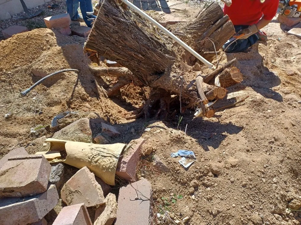 Trusted landscaping services in Tucson, AZ by Yard Service