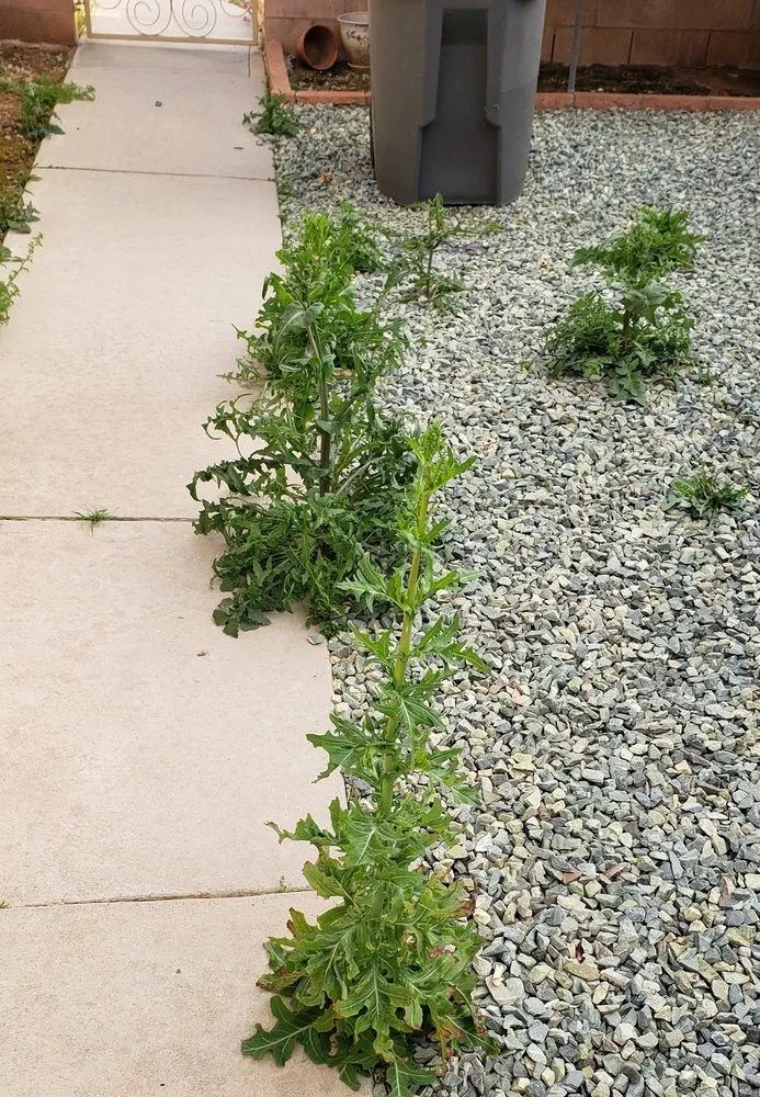 Reliable landscaping services experts serving Menifee, CA - Yard Smart by Ruiz