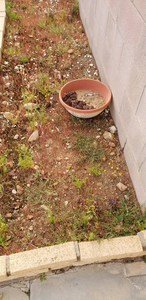 Top-rated yard maintenance experts serving Menifee, CA - Yard Smart by Ruiz