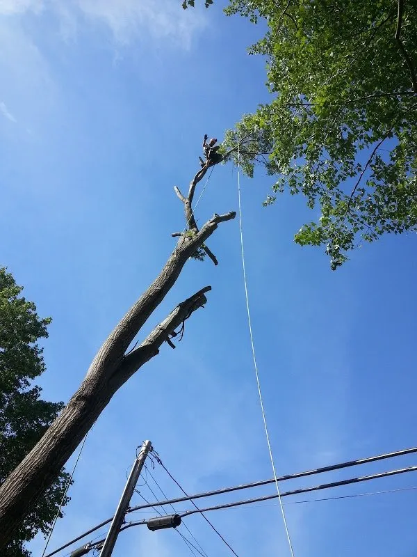 Trusted residential landscaping experts serving Amherst, VA - Yard Solutions