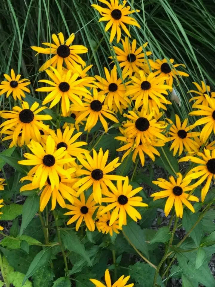 Top-rated residential landscaping in Johnston, RI by Yard Stick Inc.