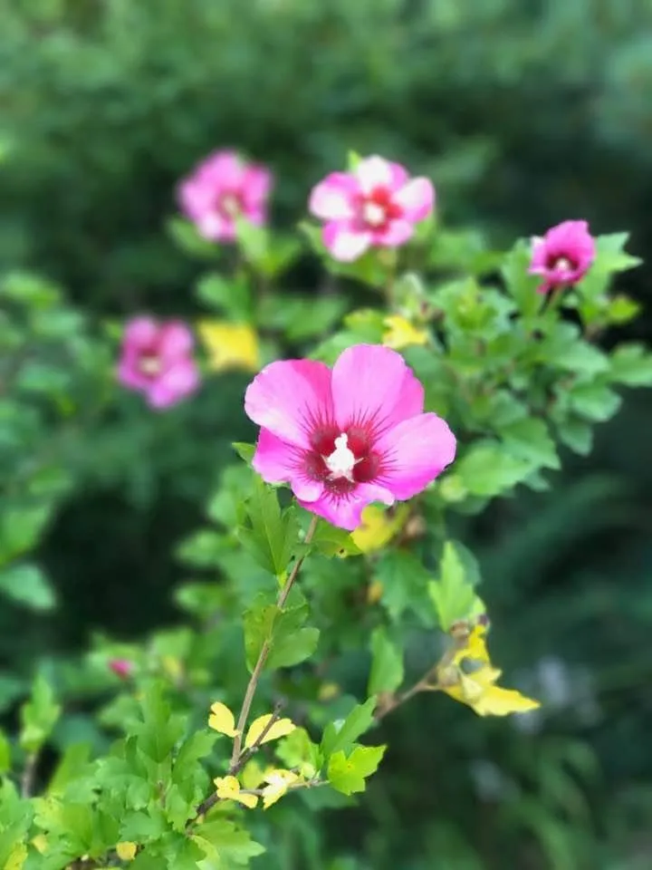 Top-rated yard cleanup service in Johnston, RI - Yard Stick Inc.