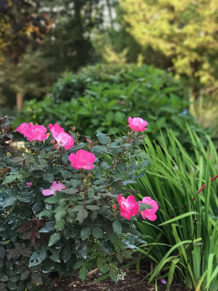 Custom yard maintenance experts serving Johnston, RI - Yard Stick Inc.