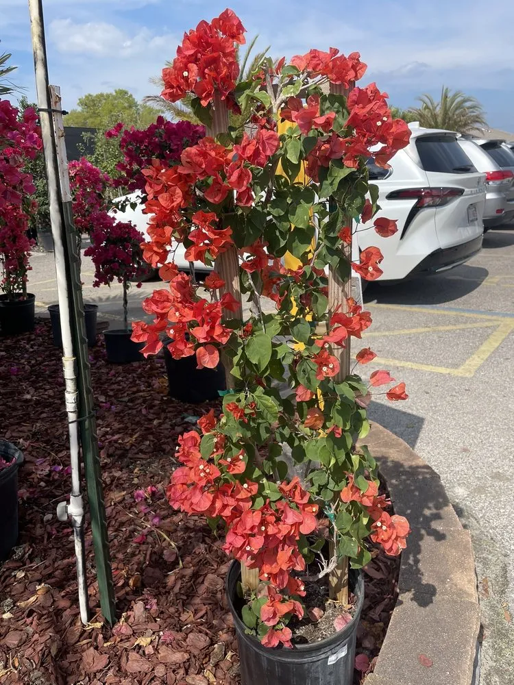 Affordable yard maintenance for residential properties in Mount Dora, FL by Yard Stop Garden Center